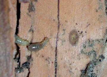 termites up close